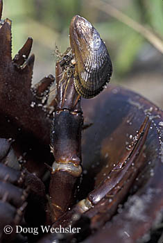 Ribbed Mussel on horseshoe Crab 3125-31.jpg - 53753 Bytes